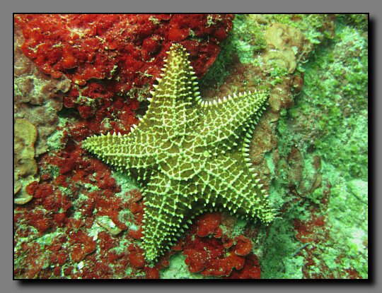 sea star